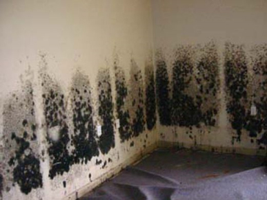 Mold and Mildew Removal Sayreville,  NJ